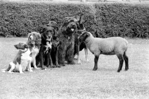 00070 Prints: Animals: Humour: Daisy'the 12 week old Lamb has joined the Dog Training Club