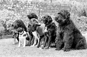 00071 Prints: Animals: Humour: Daisy'the 12 week old Lamb has joined the Dog Training Club