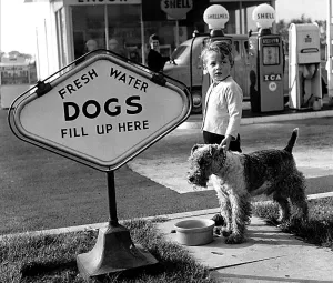 Animals Humour Dogs October 1959 Peter Monkhouse and his pup Snook at the shell