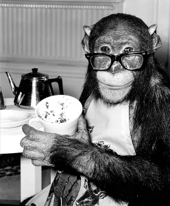 00148 Prints: Animals Humour Monkeys January 1981 Ada the chimp who loves to impersonate a house