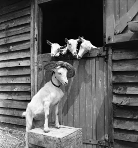 Farmyard Prints: Animals Humour. Nanay Goat wearing hat while she watches her Kids. July 1953 D3435