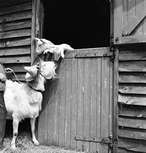 Animals Humour. Nanny Goat wearing hat while she watches her Kids. July 1953 D3435-001