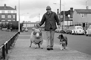 Animals: Humour: Nell the sheepdog takes Arnold the ram for his walkies