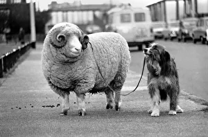 Sheepdog Prints: Animals: Humour: Nell the sheepdog takes Arnold the ram for his walkies