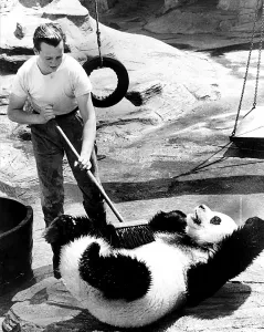 Animals Humour Panda Chi Chi july 1978 Chi Chi the panda at London Zoo gets a scrub
