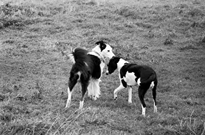 00056 Prints: Animals: Humour: Unusual. A marriage was arranged and consummated at Little Leigh