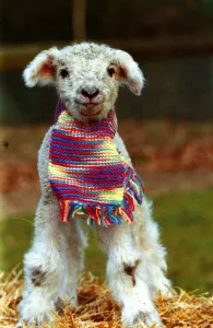 Animals - Lamb wearing scarf December 1988 A&copy;mirrorpix