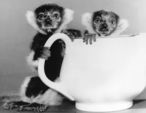 00147 Prints: Animals Lemurs. Two week old Ruffled Lemursstand behind a tea pot at Howletts Zoo in Kent
