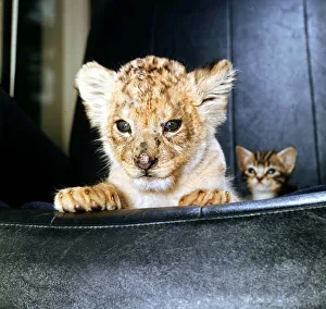 Animals - Lion Cub - June 1972 Rassy the 7 week old female lion cub