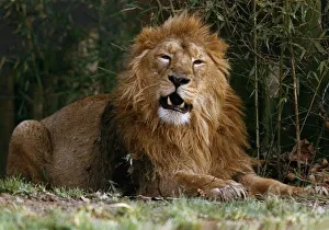 Wild Prints: Animals Lions Arfur the Lion shows his face to visitors at the zoo January 1993