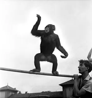 00010 Prints: Animals at London Zoo. A Chimpanzee monkeys about before the chimps tea party