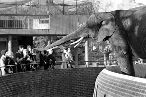 Animals: London Zoo: Elephant. January 1977 77-00026-003