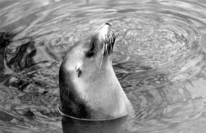 Captivity Prints: Animals: London Zoo: Sea Lion. January 1977 77-00026