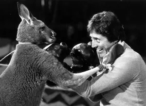 Kangaroo Prints: Animals Marsupals Kangaroo Sacha Distel Singer and Entertainer Sacha Distel takes