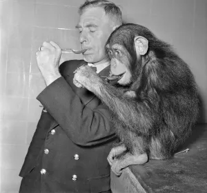 Animals Monkey Humour. Monkeys table manners. September 1953 D5598-001