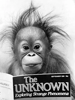 00045 Prints: Animals: Monkey: Orang-utang. October 1986 P004124