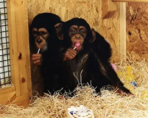 Licking Prints: Animals Monkey Young Chimpanzees huddled together in a monkey house sucking lolly pops