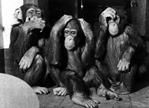 Animals - Monkeys Chimpanzee Chimp Chimps at London Zoo See