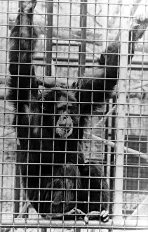 Animals Monkeys Chimpanzee John Aspinall zoo Apr 89 tore off a childs arm