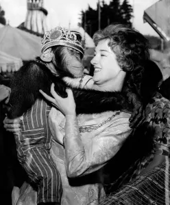 Animals Monkeys Chimps: 20 year old saleslady Wendy Goff, the Southend Carnival Queen