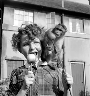 00035 Prints: Animals: Monkeys: Chimps: Children: Judy the Chimp shares a toffee apple with a young