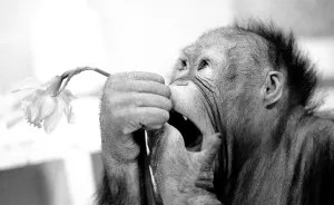 00186 Prints: Animals - monkeys - humour Asimath the orang-utan playing with / eating a daffodil