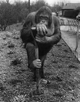 00269 Prints: Animals: Monkeys Orang-Utang. Easter Holiday Fred, the orang-outang fork sticking in