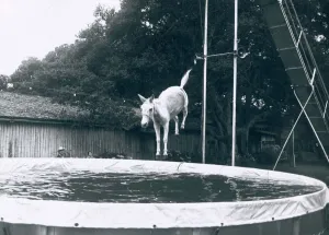 Animals Mules. Sue the Mule jumps 15 metres into a pool from a high board