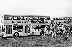 00070 Prints: Animals Nature Reserves. Giraffes at Windsor Safari park. September 1972 P000690