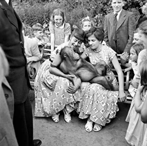 00037 Prints: Animals: Orang-Outang: Annabelle the Orang Outang of the London Zoo knows a good thing