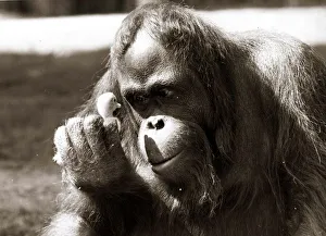 Orangutans Prints: Animals - Orang utan Monkey Chimp Orang utan with chick
