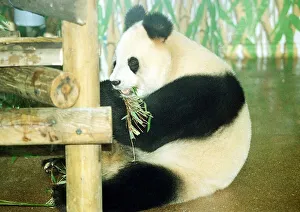Animals Panda Bear October 1991 Ming Ming the panda arrives at her new home in London Zoo