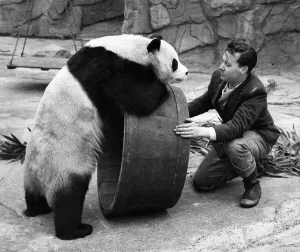 Zoo Keeper Prints: Animals: Panda. Lets roll it'Chi-Chi seems to be saying to keeper Alan