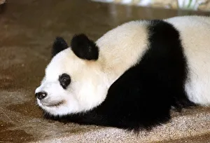 Resting Prints: Animals Pandas Ming Ming the giant Panda at Regents Park London Zoo October 1991