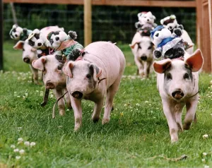 Piglets Prints: Animals pigs carrying teddy bears on their backs A©Mirrorpix
