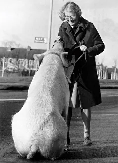 Animals Pigs Miss Anna, Barbara Woodhouse who used telepathy on the 22 stone circus pig