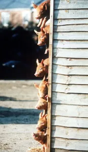 Fence Prints: Animals Pigs Piglets February 1996 Seven rare tamworth piglets joined the farm park