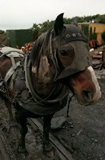 Horses Prints: Animals Pit Pony April 98 Dobbin the pit pony A©Mirrorpix