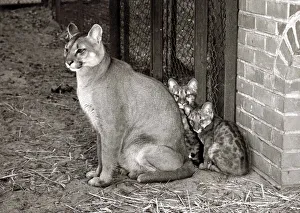 Mother And Child Prints: Animals - Puma and cubs at Whipsanade Zoo February 1958 A©mirrorpix