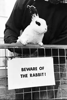 Rabbit Prints: Animals Rabbits - Skippy the rabbit acts as a guard dog by biting people circa
