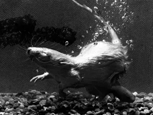 Animals Rat March 1970 Cedric the white rat the pet of 11 years old David Stanton