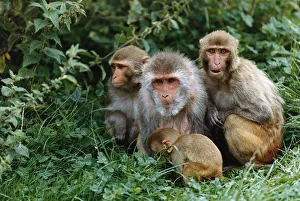 Monkeys Prints: Animals Rhesus Monkeys in Longleat a Safari Park August 1992