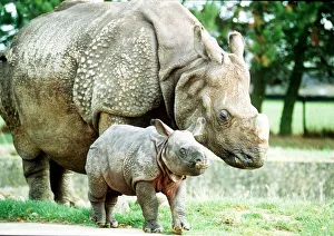 00138 Prints: Animals Rhino October 1989 Bardia the rhino with his mother Roopa born 3 weeks ago