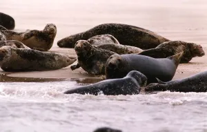 Seals Prints: Animals Seals Pollution suffering seals in the dee estuary off the cheshire coast