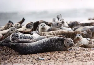 Seals Prints: Animals Seals. Seals on the blakney point reserve most of which have distemper