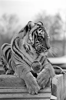 Animals: Tiger: -Emma'the tiger is one of two tigers used to promote Esso Petrol