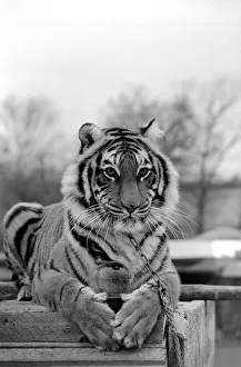 Animals: Tiger: -Emma'the tiger is one of two tigers used to promote Esso Petrol