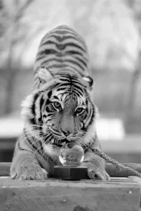 Animals: Tiger: -Emma'the tiger is one of two tigers used to promote Esso Petrol