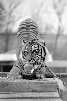 00069 Prints: Animals: Tiger: nEmmai the tiger is one of two tigers used to promote Esso Petrol one