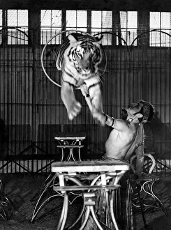 Trick Prints: Animals - Tigers 1940 s: The hoop trick which is a good example of a tiger